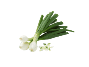 Oignons Frais en Botte – Vente à la Pièce
